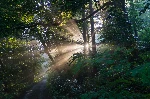 Enchanting sunlight in the forest 1
