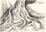 Ficus Macrophylla V