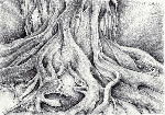 Ficus Macrophylla I