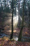 Winter light in the forest 2