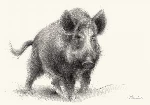 Wild boar, guardian of the forest